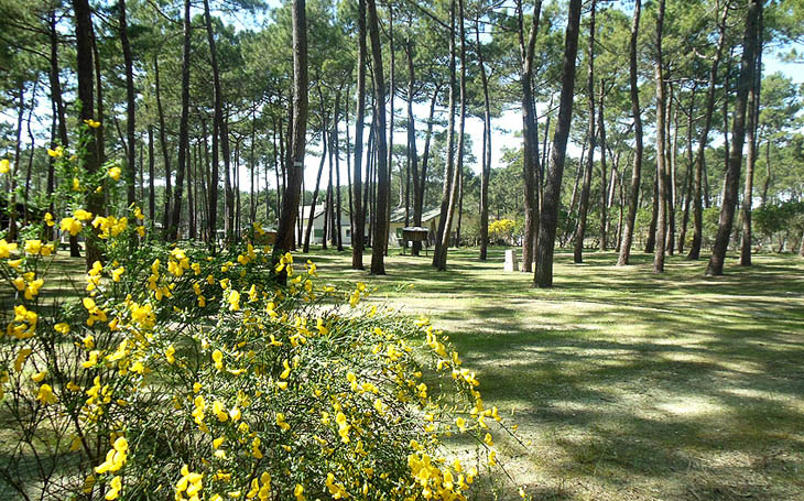 Naturcamping für zelte